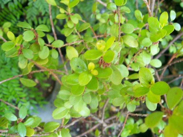 arbusto sempreverde da determinare